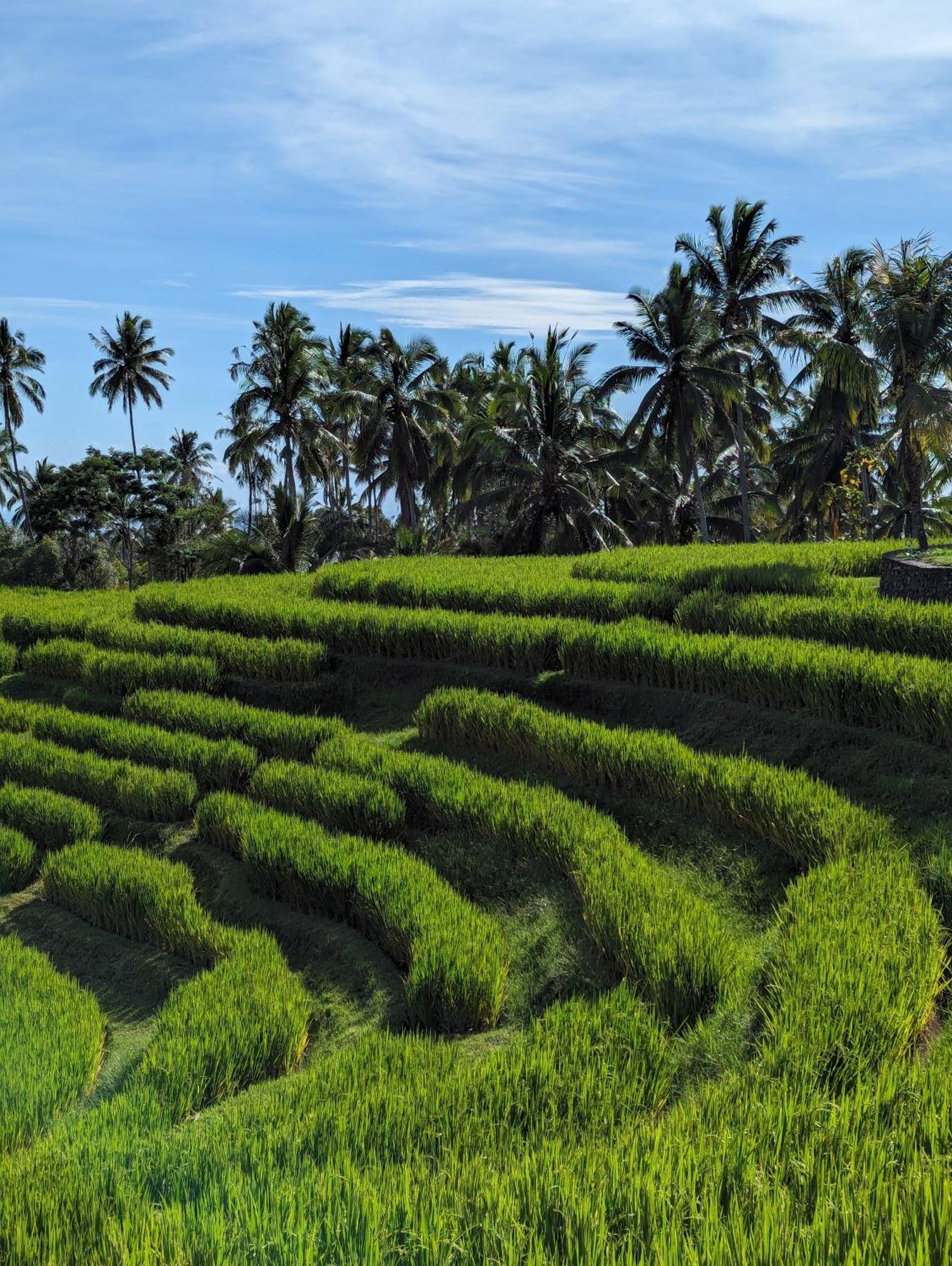 Puri Dajuma Terrace Eco Lodge & Spa Selemadeg  ภายนอก รูปภาพ