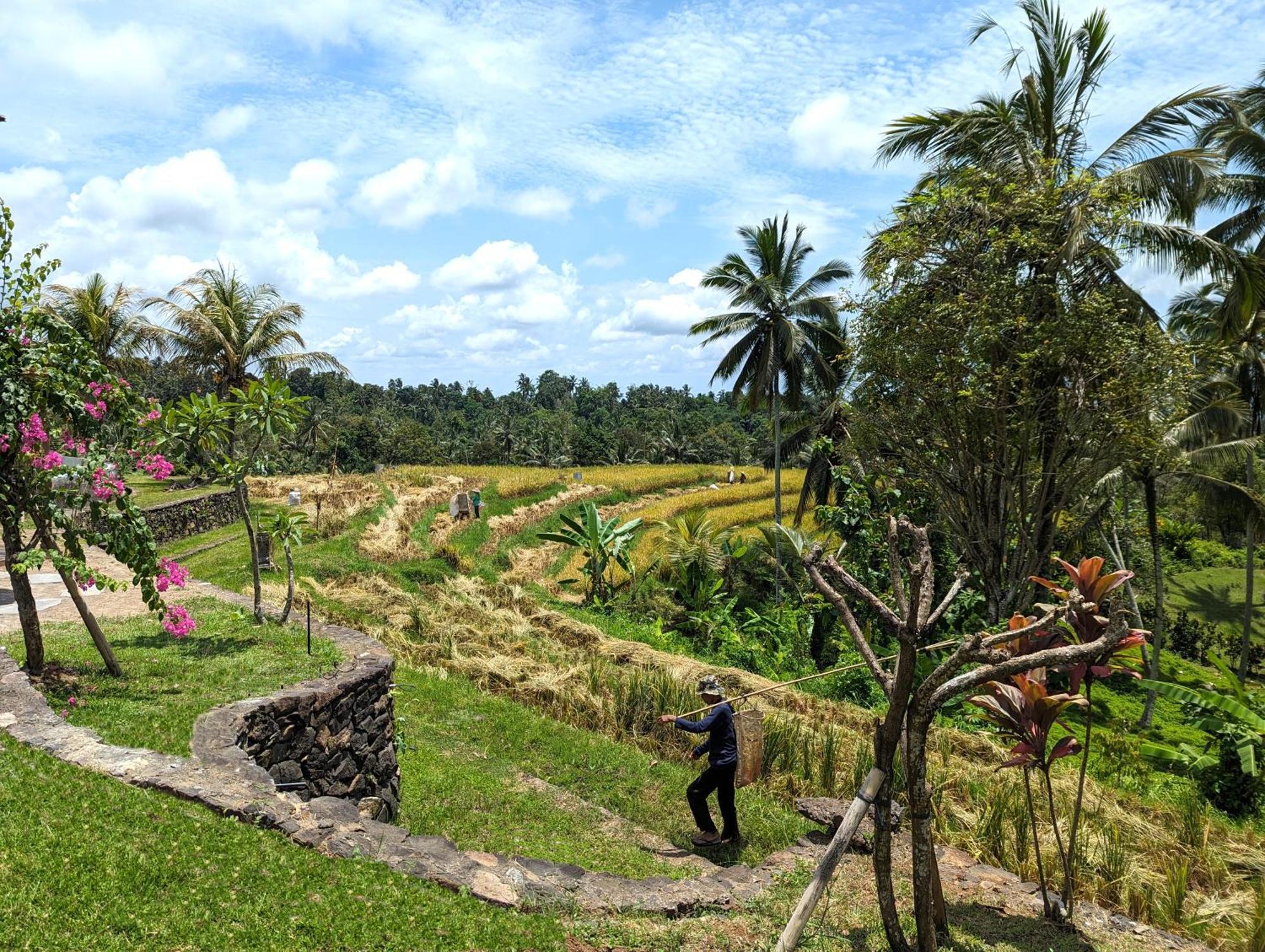 Puri Dajuma Terrace Eco Lodge & Spa Selemadeg  ภายนอก รูปภาพ