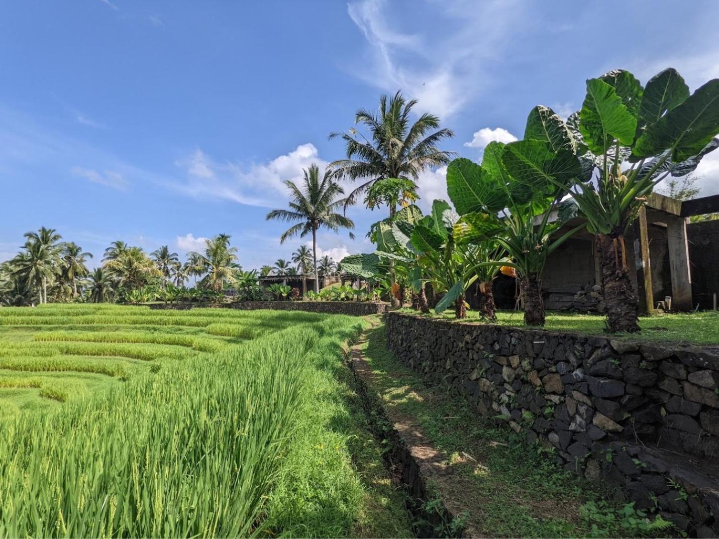 Puri Dajuma Terrace Eco Lodge & Spa Selemadeg  ภายนอก รูปภาพ
